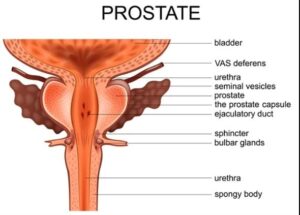 prostate gland anatomy in men