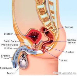 Urologist prostate examination diagram